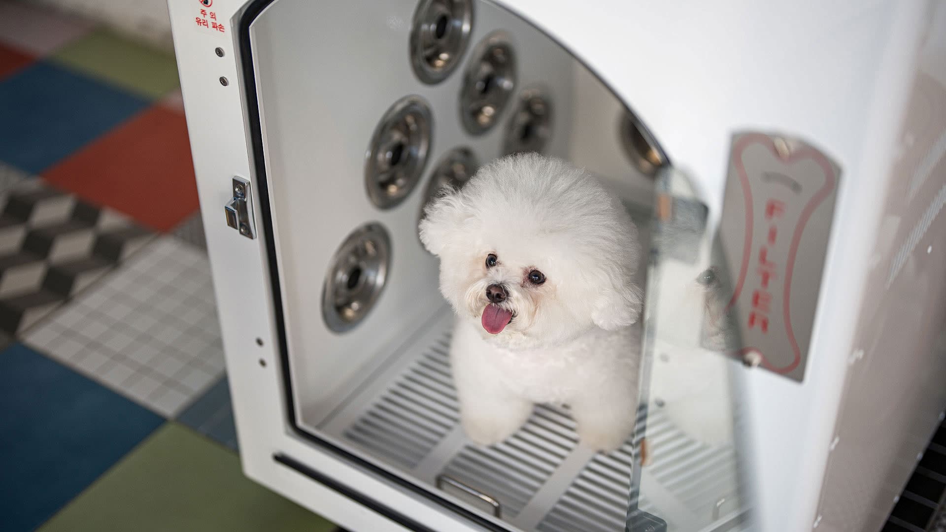 라스블랑카스 반려견 드라이어 — 전용 드라이룸에서 건조 중인 비숑