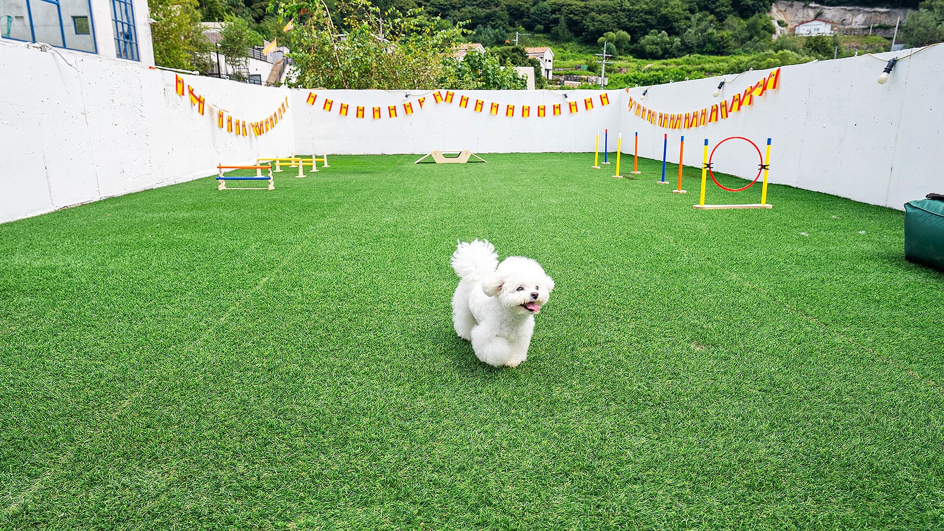 라스블랑카스 비숑 어질리티 — 소형견이 뛰어노는 운동장