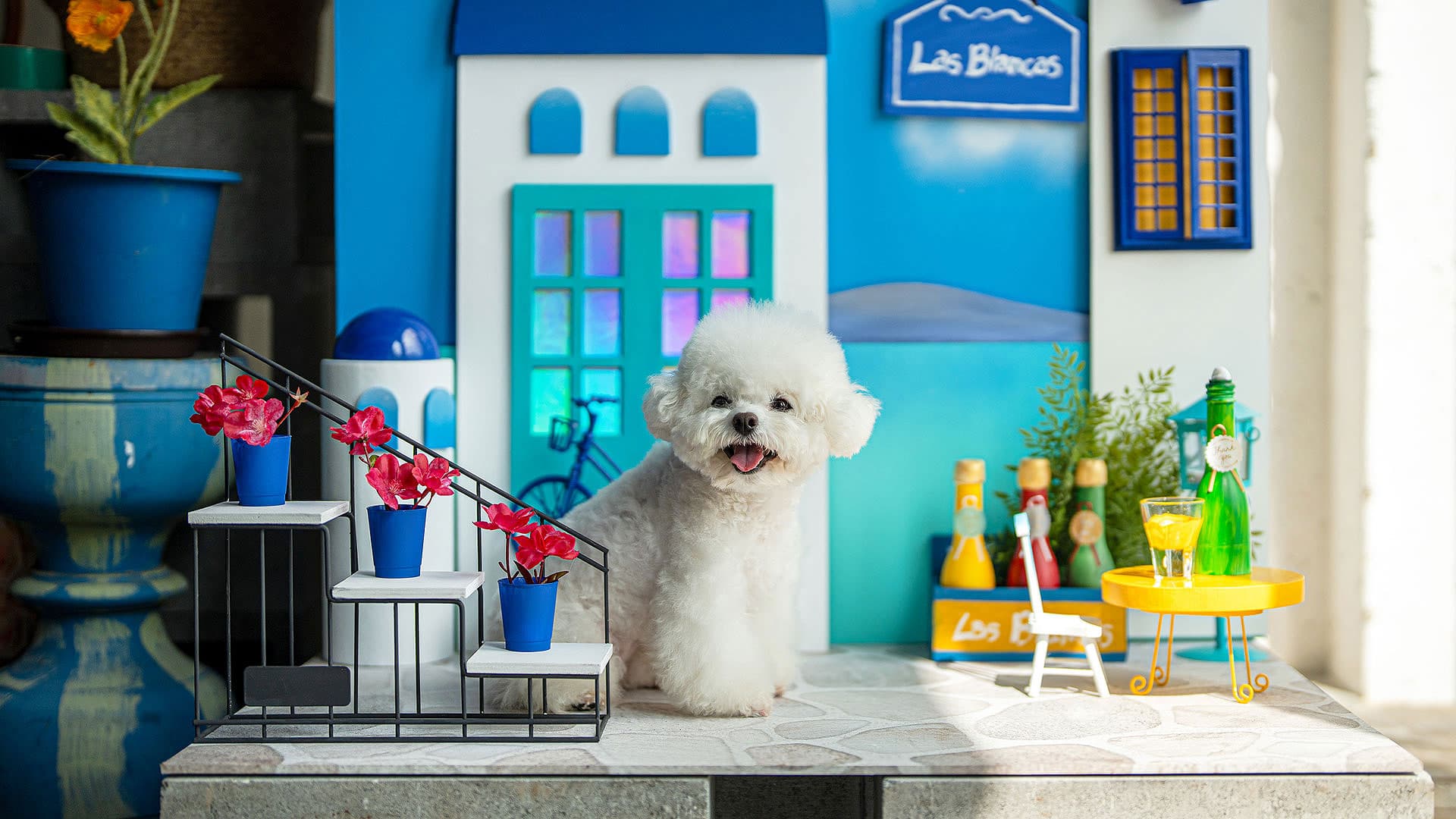 라스블랑카스 비숑 — 마을 미니어처 세트에서 포즈를 취하는 소형견