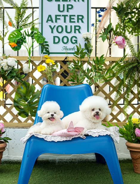 라스블랑카스 애견 야드에서 뛰어노는 반려견들 — 반려동물 친화 공간