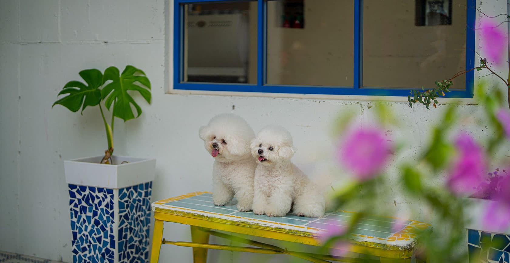 라스블랑카스 두 마리 비숑 — 반려견과 함께하는 안전한 펜션