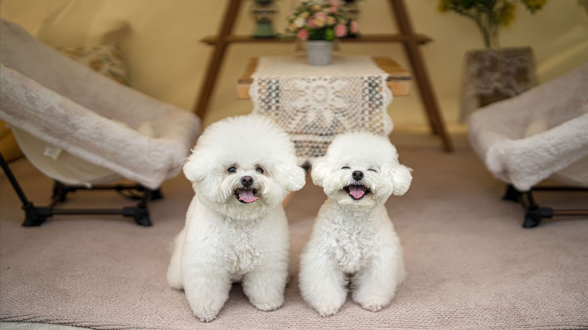 라스블랑카스 두 마리 비숑 — 접종 완료된 건강한 반려견과 함께하는 여행