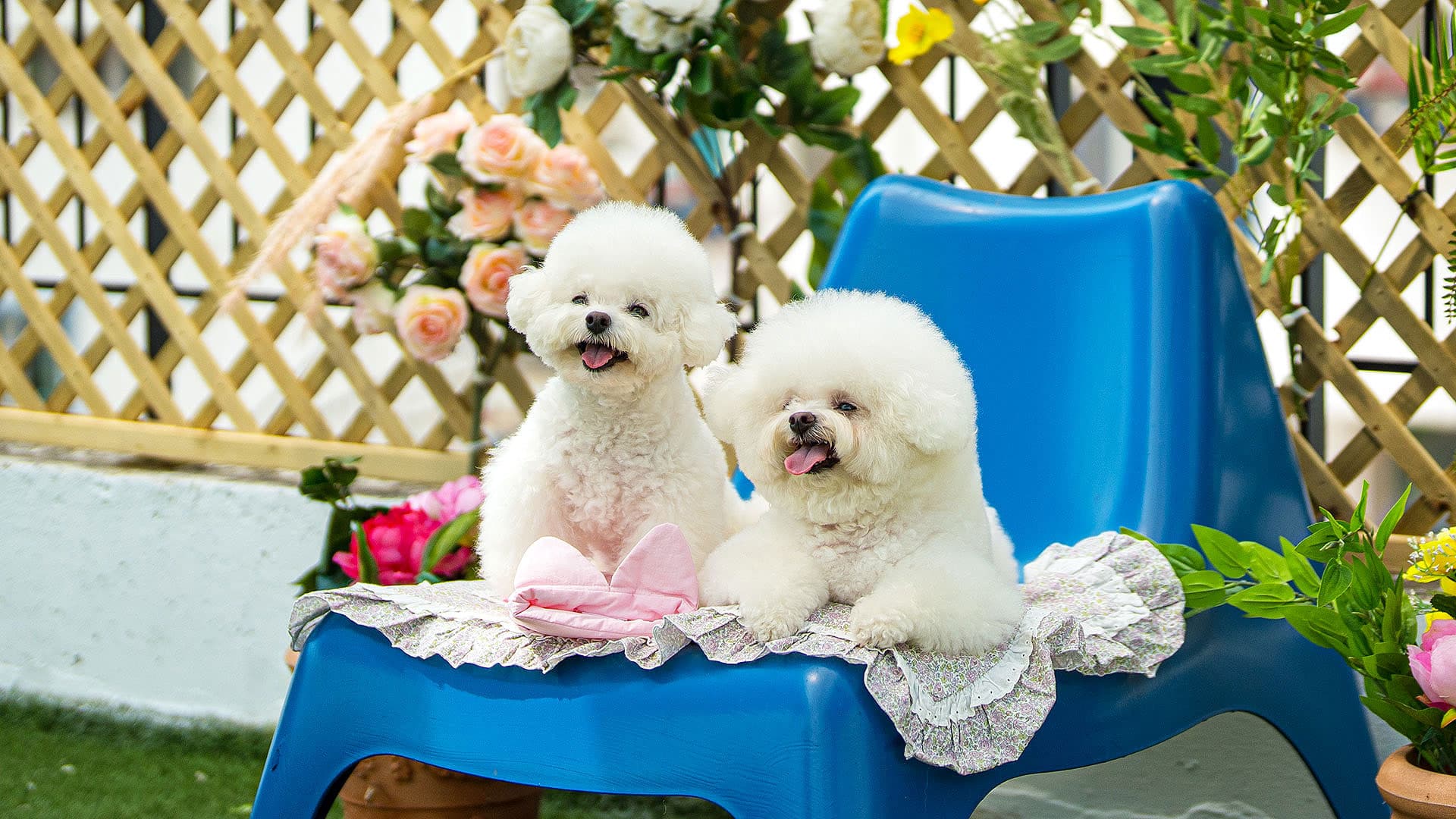 라스블랑카스 두 마리 비숑 — 다두 가족도 함께하는 반려견 펜션